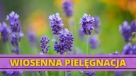 Wiosenna pielęgnacja LAWENDY  Lawenda- jak ciąć, nawozić, pielęgnować w kwietniu i maju?
