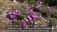 Piła Herbatę z Czystka Przez Tydzień - To Co Się Stało Ją Zaskoczyło
