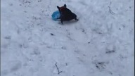 Buldog Francuski i zabawa na śniegu.