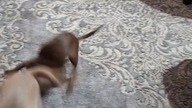 chihuahua x 2 #przywitanie kuzynów