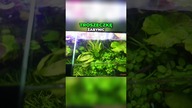 Sukces każdego akwarium #akwarium #akwarystyka .  #akwarium #akwarystyka #paletki