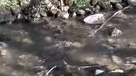 Pogorzeliczanka wypływ odstojników
