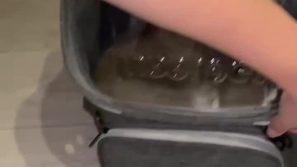 Plecak dla kota z Temu - chińskie gadżety