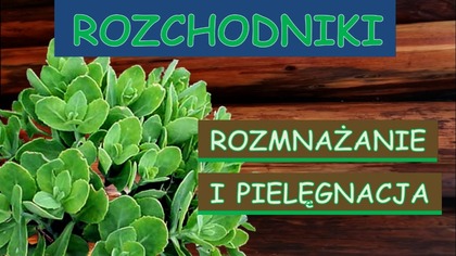  Rozchodniki rozmnażanie i pielęgnacja.