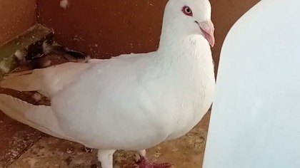 Na koniec filmu coś mi urwało jak na złość wtedy kiedy miałem kilka ważnych spraw do przekazania. Omówimy je w następnym odcinku. Porównajcie jak wyglądają gołębniki w Polsce a jak we Włoszech gdzie hodowca ma ponad 2mln. Subskrypcji a najnowszy film który został wrzucony 9 dni temu 600 000 wyświetleń!
https://youtu.be/1YOGfiIDoNA?sieNUT5b4zDm_tihlA

Temat na kolejny odcinek i o tym będę opowiadał. To co kiedyś wkurzało mnie najbardziej uwidocznilo się właśnie w oparciu o publikowany wyżej film.

Wesprzyjcie  proszę działania związane z pro-ekologią w moim mieście.
https://buycoffee.to/inicjatywy-eko-fus

Dobry lot
Więcej tolerancji w naszej pasji życzę!
