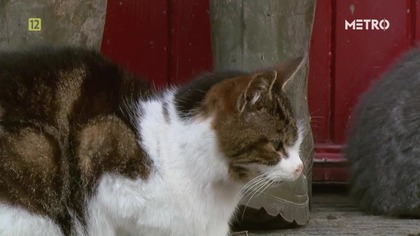Cats of Claw Hill - S01E02 - Kompletne szaleństwo (lektor PL)