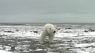 Rusek vs niedzwiedzie polarne