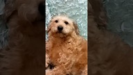 Cześć, jestem Tusia  #shorts #pies #psy #funny #funnydogs #dog