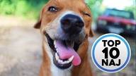 Top 10 Naj | Psów które zostały przyłapane w najmniej oczekiwanym momencie