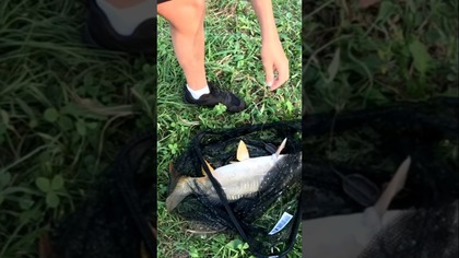 MŁODY TO MA JEDNAK FARTA  #farming