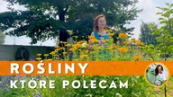 ŁADNE i CIEKAWE rośliny ogrodowe.  Polecane rośliny do ogrodu i na balkon
