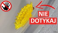 Żyjący Żelek Haribo Naprawdę Istnieje! Najlepsze Filmiki # 1