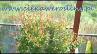Wiosna w szklarni , początki ciekawerosliny.pl