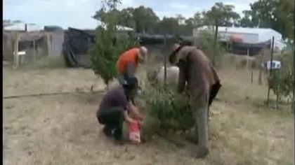 Talent z Australii