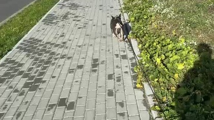 28cf2338-1ad5-4975-a3f7-82f09960a18e