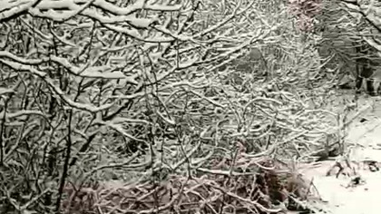 Śnieżna zima powróciła do Koszalina! świeży śnieżny puch leży w lesie! Piękne widoki, nie tylko mróz