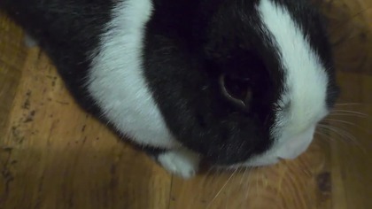 Zostawiłem królika z dynią zjadł PRAWIE CAŁĄ  #clip