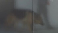 Komisarz. Rex. S03E06. PDTV. RiP. MKR