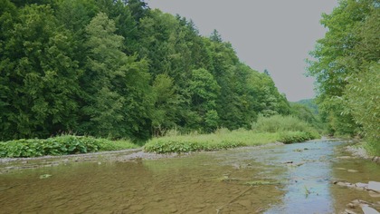Forest Stream & Birds Natural River Sounds in Woodland