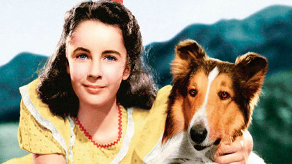 Lassie wr&oacute;ć (1943) Lektor PL