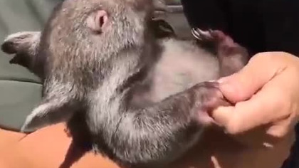 Osierocony wombat