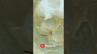 ODNALEZIONO GRÓB STRZYGI SPOD BYDGOSZCZY  #shorts #vampire #ghost #horrorstories