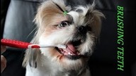 Shih Tzu Brushing Teeth |  PuppyCare | How to Clean Your Dogs Teeth
