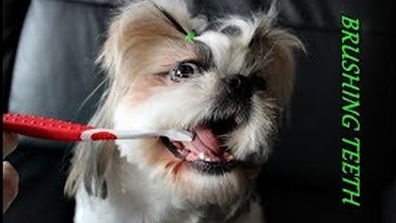 Shih Tzu Brushing Teeth PuppyCare How to Clean Your Dogs Teeth CDA