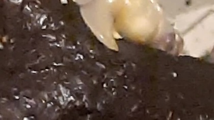 Subulina octona - tiny but mighty 