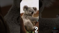 3 CIEKAWOSTKI O KOALACH