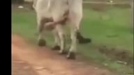 wtf compilation
