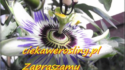 ciekawerosliny.pl