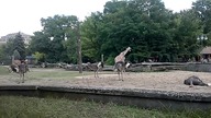 WROCŁAW 13 08 2023 Zoo Żyrafy i Strusie