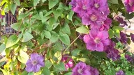 Clematis ASHVA #clematisy