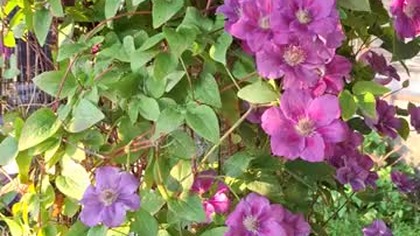 Clematis ASHVA #clematisy