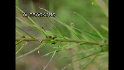 Wiary Zdrowia Biblii... VID-1739804651346