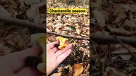Picking Chanterelles - The most delicious mushroom 