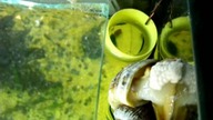 ampularia składa jaja eggs http://ampularia. dbv.pl