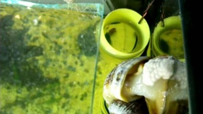 ampularia składa jaja eggs http://ampularia. dbv.pl