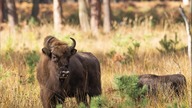 Żubr z puszczy - Żubr Europejski Bos bonasus