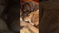 Przyjaciele #labrador #goldenretriever