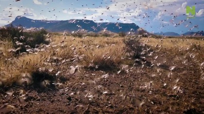 Robale ekstremalne, sez.  1, odc.  1