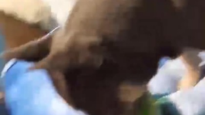 Najciekawsza zabawka Secika.