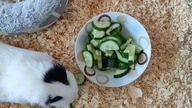 Pig morska