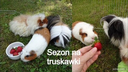 Dzień ze zwierzakami i świnki na ogródku
