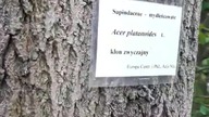 Klon Zwyczajny Krystiana Kajewskiego