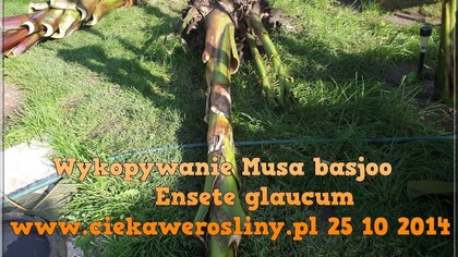 44 Cz. 5 Wykopywanie musa basjoo i ensete glaucum .  ciekawerosliny.pl