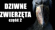20 DZIWNYCH ZWIERZĄT !