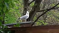 Mewy srebrzyste (Larus argentatus)