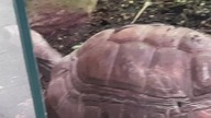 Turtle in its enclosure (Zoo In Warsaw) 